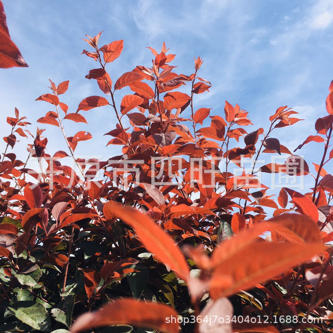 Northeast Red leaves Li Qiu Hongye Li Hedge Ziye Cuttings my ginger man Specifications Complete