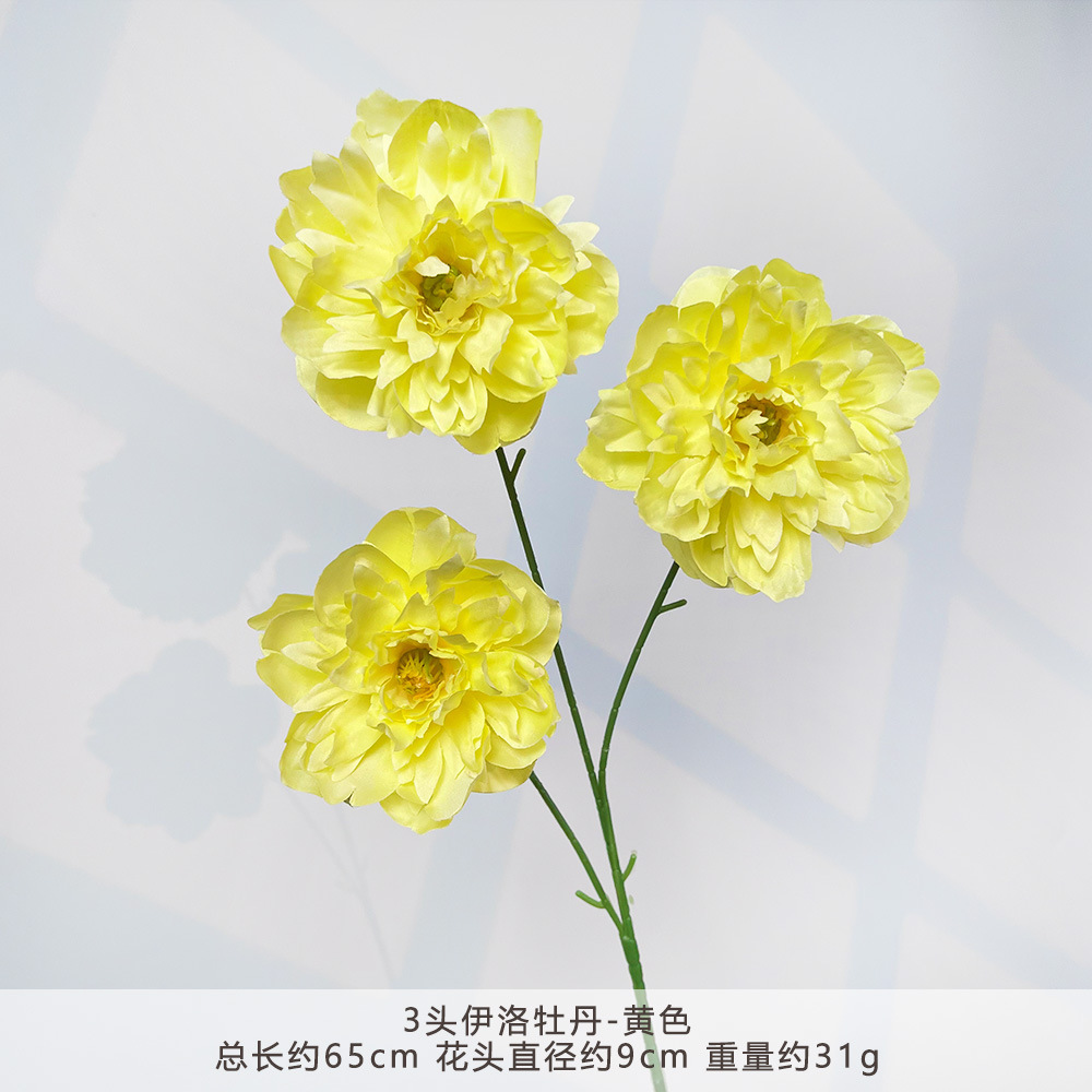 TY-3头伊洛牡丹-黄色