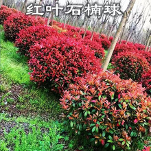 红叶石楠球苗四季长青地载花镜中式耐寒植物地栽球形绿植圆形室外