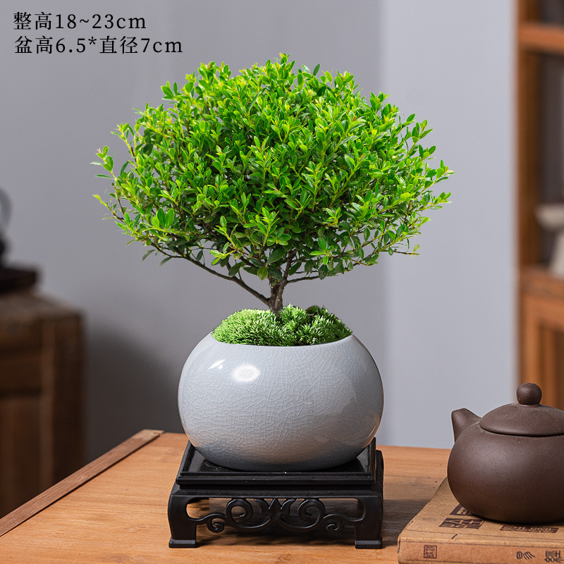 고급 작은잎 피니지늄 + 게야오 라이트 그레이 화분 + 레진 사각 트레이 + 비료 [무료 이끼]