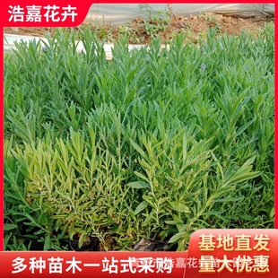 Manufacturer Supplies Lavender Seedlings Potted Perennial Florals and Grass Florals, Sea Greening Projects, Garden Lavender Seedlings