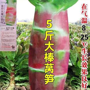 2.5kg King Lettuce Seeds Extra Large High Yield Red Skin Green Flesh Fragrant Lettuce Sowing Farmhouse Vegetable Seeds in Autumn and Winter