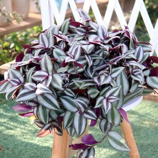 ����ֱ�N�M�ڵ���÷�^�~����С���ԾG����ֲ�� �����՚�