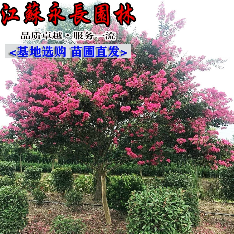 Оптовые посадки морщинки для двора, обильные красными цветами, красные растения на сто дней, красные фиолетовые цветущие уличные деревья.