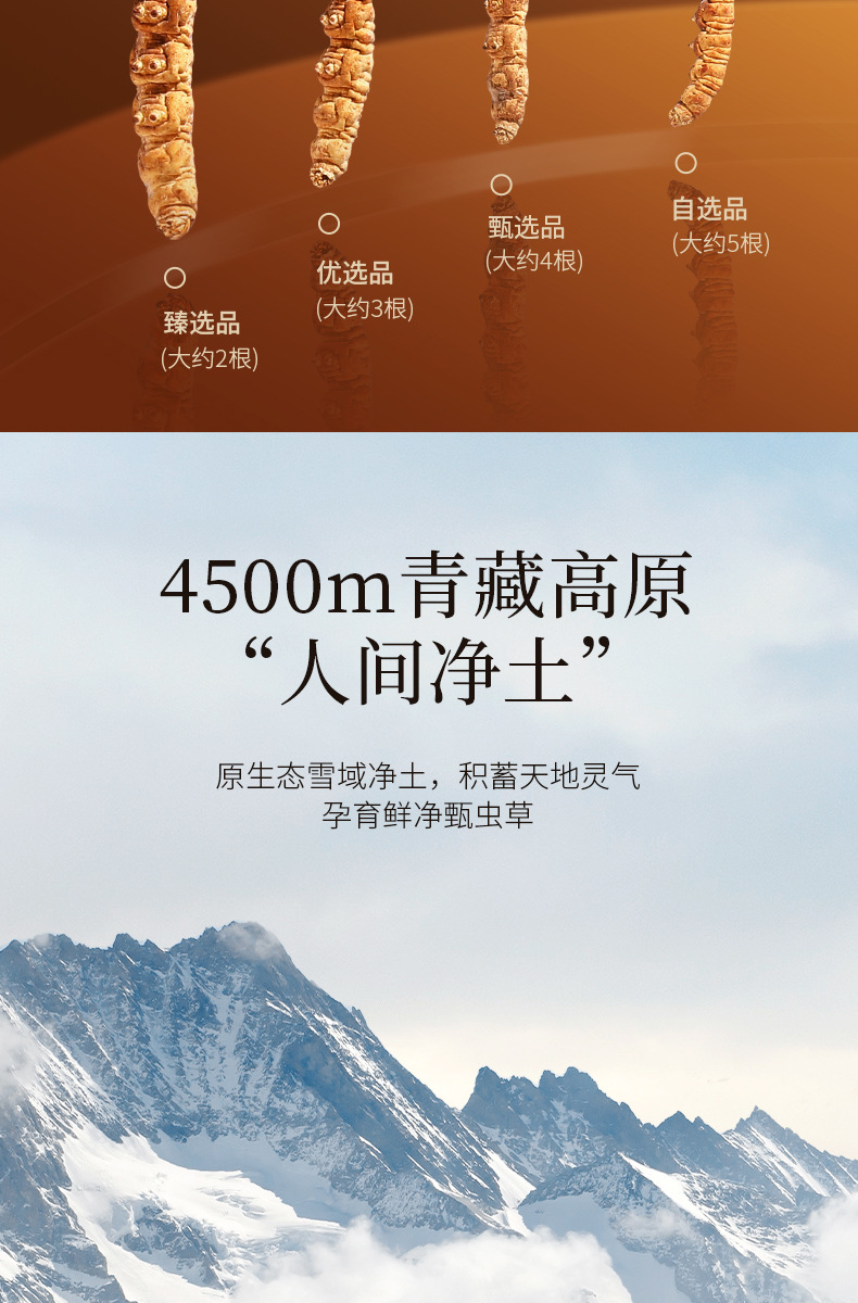 Premium Cordyceps Gift Box Dong Chong Xia Cao 5g Wild-Harvested Qinghai Origin Whole Stems key features