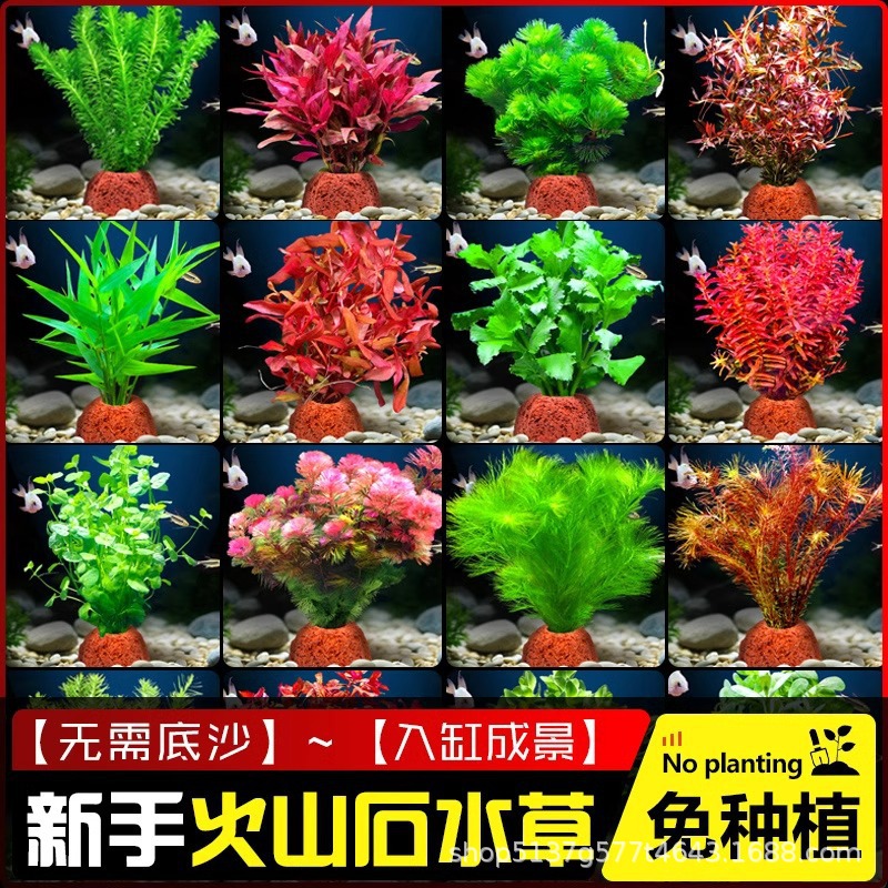 山形火山石水草小宝塔水榕懒人水草植物鱼缸造景套餐阴性真水草