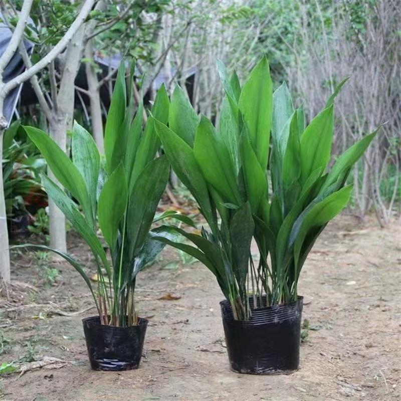 一叶兰盆栽室内客厅绿植四季常青落地植物净化空气除甲醛好养易活