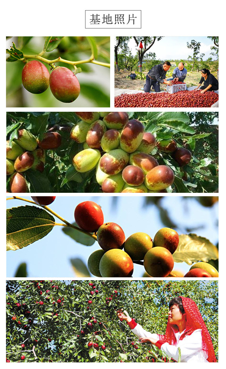 Sour Jujube Seed Suan Zao Ren 50g Freeze-Dried Chinese Herbal Tea Ingredient quality and texture