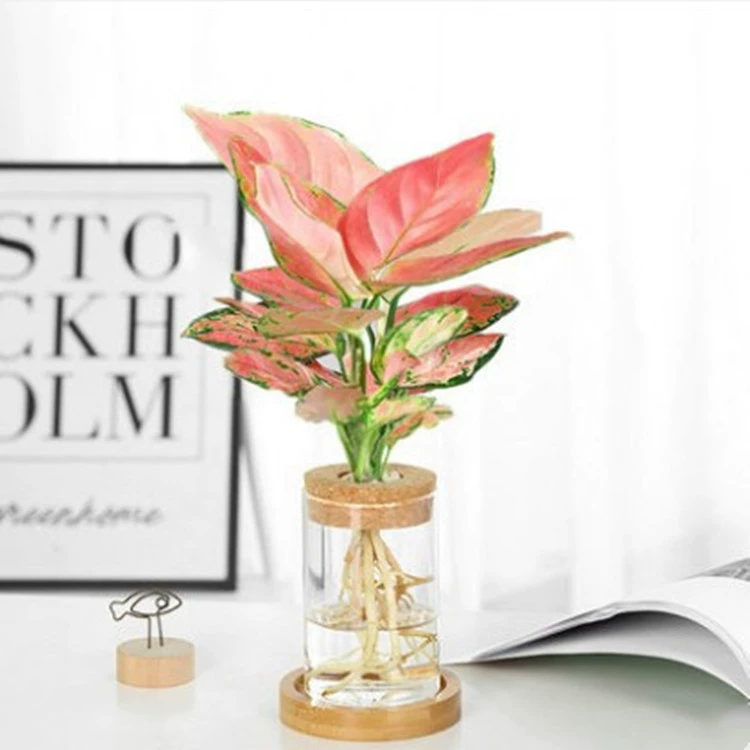 Arroroot гидропонное растение murika спаржа в горшке офис Комнатные цветы водяной Рабочий стол маленькие зеленые растения хорошо-Fed