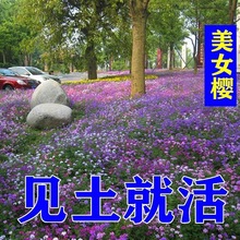 ҰM϶ļܷNӰŮѷNݻGN