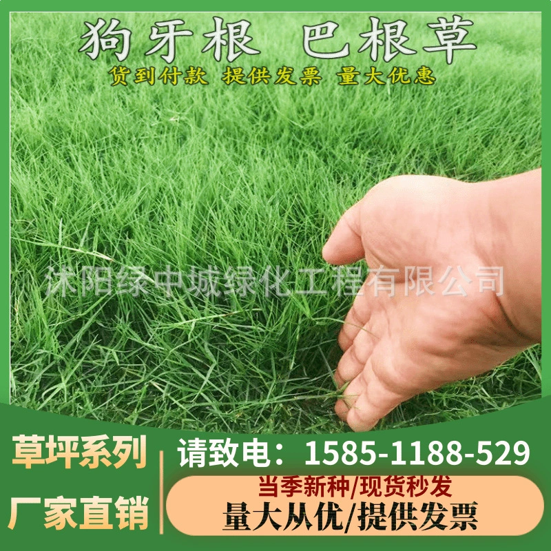 Семена газона, семена травы, вечнозеленые круглый год, без обрезки, зубы дворовой собаки, защита корней, фиксация склонов, фиксация почвы, трава Bagen, озеленение, спутывание корневой травы