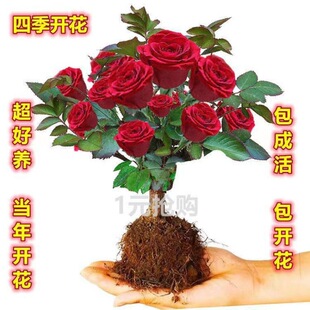 õ�廨���Ϙ��ļ��_�����¼��������Ի����̨�҃����^���Gֲ��