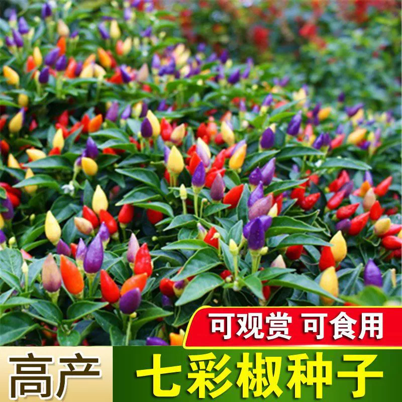 Красочные семена перца Узкие овощи Балкон в горшке Пастырская посадка Семена Посев в четыре сезона