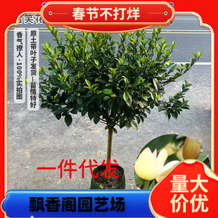 һ�����l��Ц�������� �������緼��ֲ���ͺ��ļ����� ͥԺ�̨��