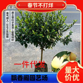 一件代发含笑花苗盆栽 香妃树苗芳香植物耐寒四季常青 庭院阳台室