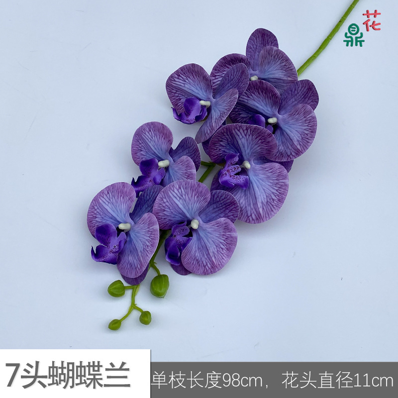 7 phalaenopsis GFG #47 블루 퍼플 그라디언트