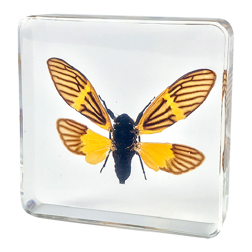 7.5CM 호랑이 반점 매미가 날개를 펼칩니다.