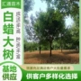 庭院绿化白蜡乔木