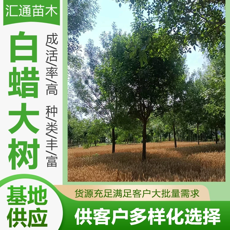 Ясень Дерево двор Озеленение Ясень Дерево Рассада беседка Ясень дерево Уличное дерево Ясень дерево рассады на складе Поставка