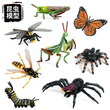跨境仿真昆蟲動物模型玩具熱帶雨林毒蜘蛛螳螂大黃蜂螞蚱場景擺件