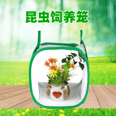 children outdoors explore insect Raise insect butterfly Perch Spring steel wire Telescoping Jacobs