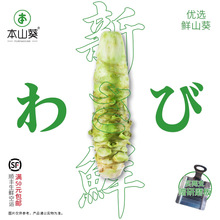 本山葵单支装优级现磨山葵根新鲜芥末 用于日料韩料烤肉寿司鱼生
