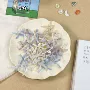 炫彩迷你蕾丝内衣欧根纱