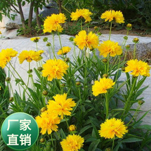 批发多年生宿根大花金鸡菊种子重瓣金鸡菊耐寒耐旱花海庭院种植