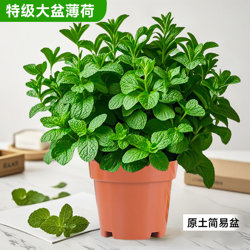 Pote extra grande de hortelã * 1 pote de planta em vaso original é bom [companheiro de comida, fragrância refrescante]