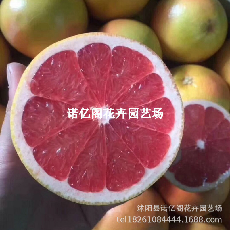 新品种柚子树苗嫁接苗南非红肉西柚苗葡萄柚树苗红心蜜柚果树果苗