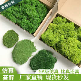 永生苔藓 白发藓青苔藓绿植墙假苔藓干花造景家居装饰批发大灰藓