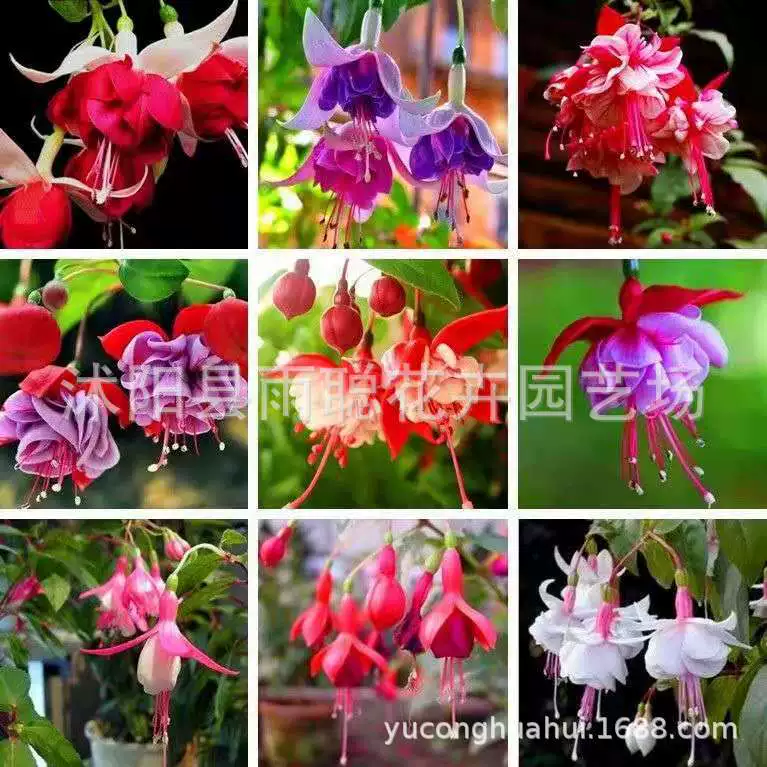 Перевернутый адмиралтейский фонарь