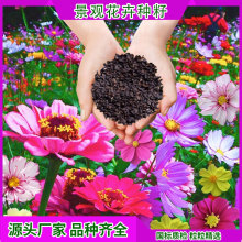 һ�������޸����ܷN���ѾG�����^��������Ұ���N�ӻ���˹�հ��ղ�