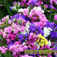 重瓣勿忘我种子四季易种室内阳台盆栽观赏植物大花卉种子多年生