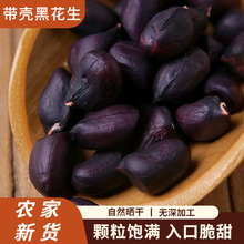 黑花生带壳黑皮花生农家自晒花生新货生吃黑花生紫皮花生代发批发