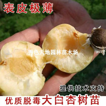 �޽�����Ә����������Ә�����Ϸ�����ͥԺ�Nֲ���Ե��Թ�����
