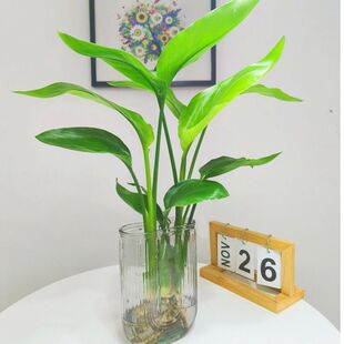 �����Bˮ��Gֲ�����Դ����k���҃����滨��ˮ�B�ļ����������՚�