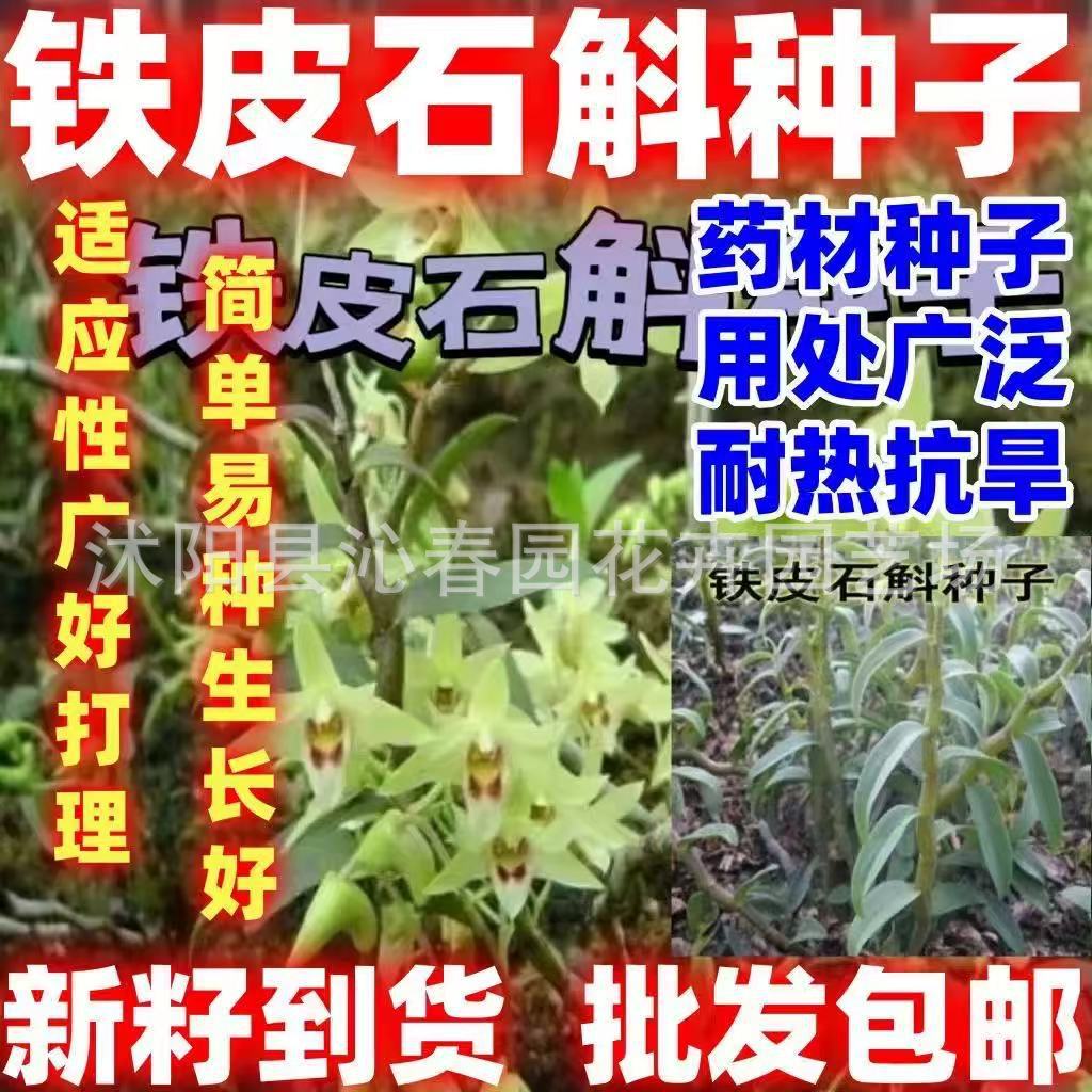 中药材种子铁皮石斛简单易种庭院阳台云南草药好种子适应性广