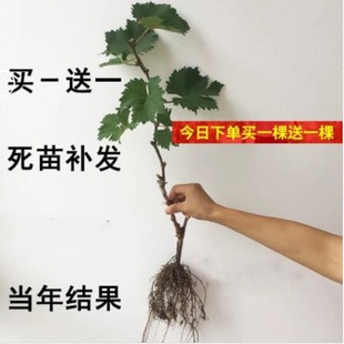 �޽Ӿ޷����ј��箔��Y���ϱ����Nֲ�������ٵ����{��ʯꖹ�õ��