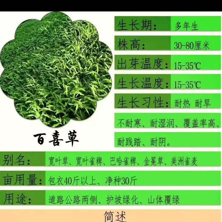 种子草种国产百喜草宽叶草护坡固土草坪种子野花组合草籽草坪种