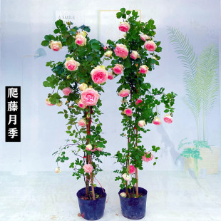 �ٱ��¼����Nޱ����W���´󻨝�����������ֲ��ͥԺ�����ļ�����