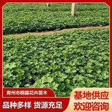 �޸����� �ͺ��@�־G��ֲ����ع���ֲ��@�ִ��w��ݾG���ر�