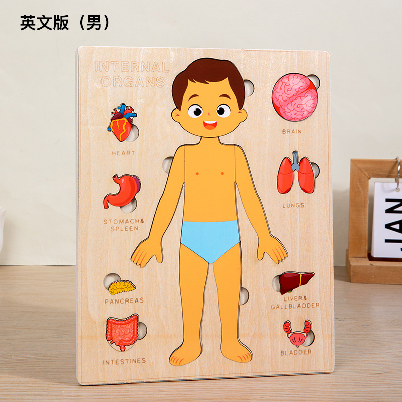 Ilustración científica de los niños estructura del cuerpo humano rompecabezas órgano anatomía hueso cognición educación temprana cuerpo vísceras rompecabezas juguete