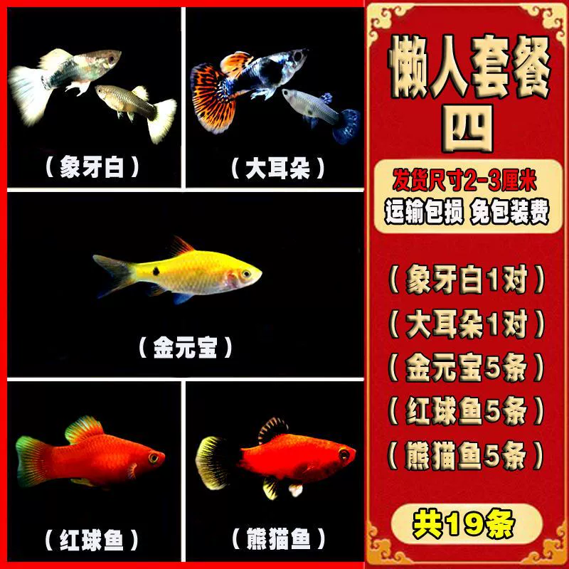 Наблюдение за рыбой живые тела маленькая черная Мэри золотой пион sibi, лунная рыба тропическая рыба питомец кожаный шар-рыба
