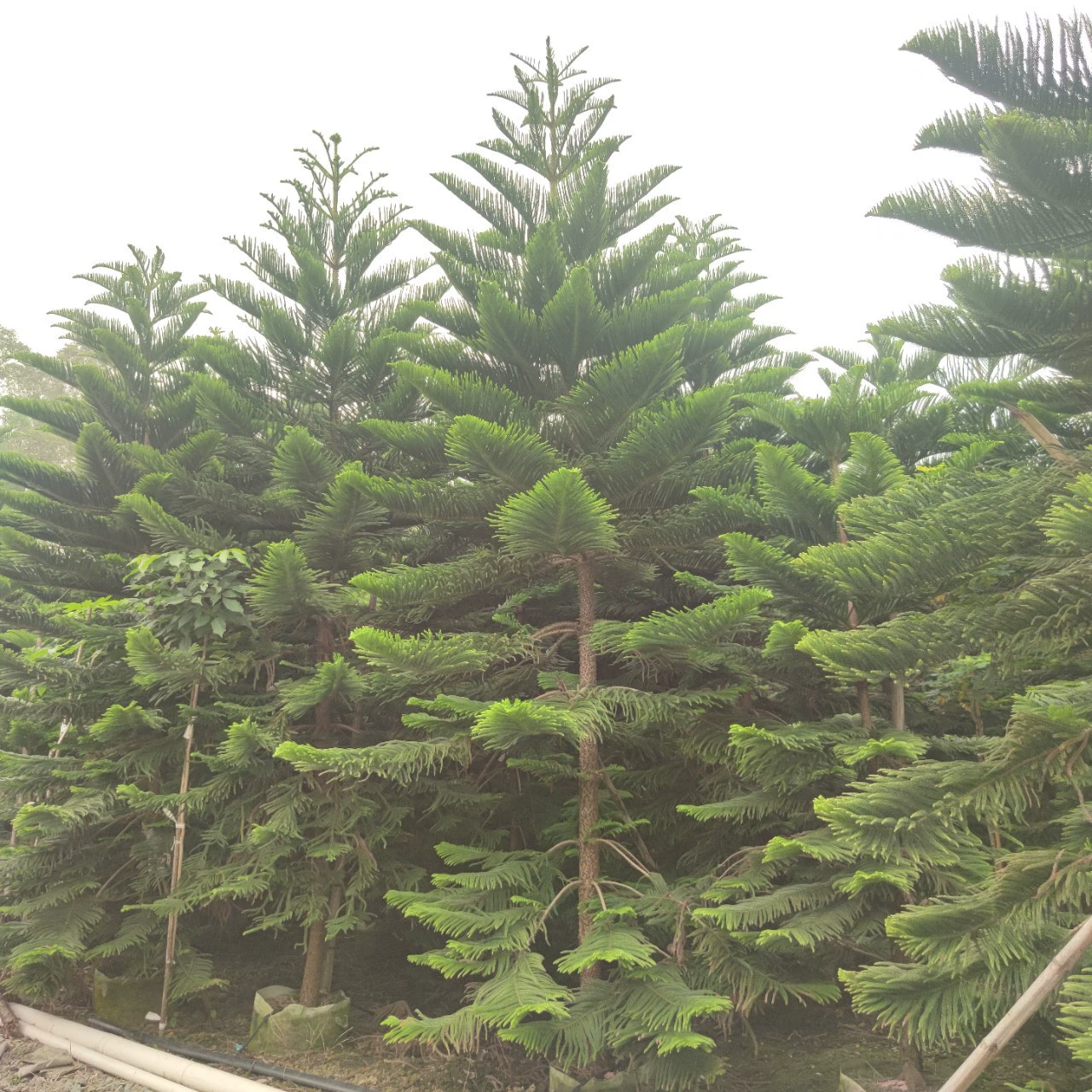 2311 Питомник база поставляет араукарии 4-6 метров 6-8 см Рождественская сумка саженцы вечнозеленого дерева