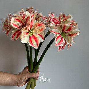 ��피t�����m���滨 �ҾӾƵ��c�����b������յ������l