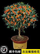桂花树苗盆栽室内室外绿植阳台庭院植物嫁接金桂丹桂沉香桂八月桂