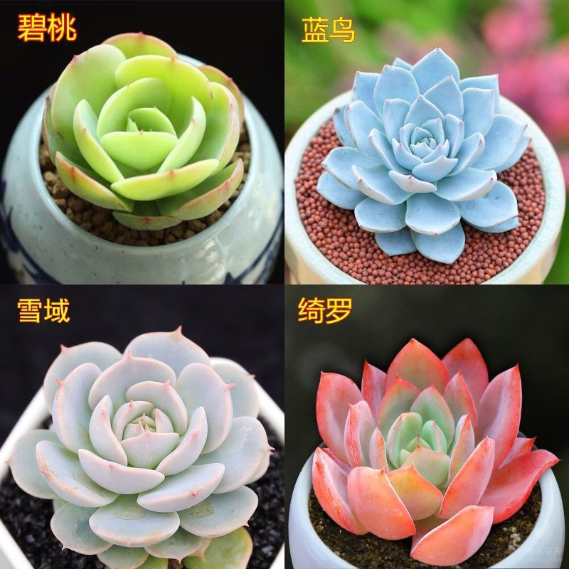 多肉植物卸売鉢植え組み合わせ花屋内ルビーエデナス高級多肉植物ガーデニング|undefined