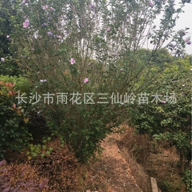 乔木;灌木;盆景