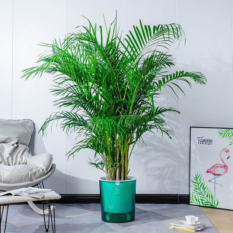 加厚特大号花盆大口径自吸水懒人树脂透明可视水位落地客厅绿植盆|ru